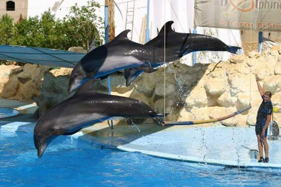 Dolphin Show in Sharm el Sheikh