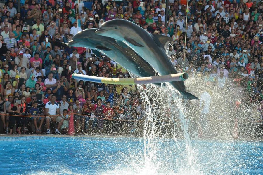 Dolphin Show