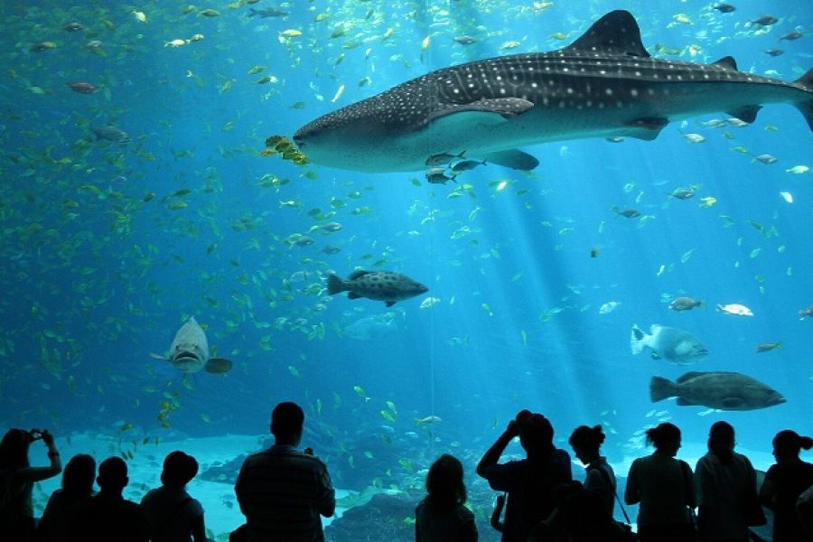 Grand Aquarium Hurghada