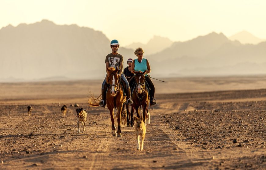 Horse riding desert