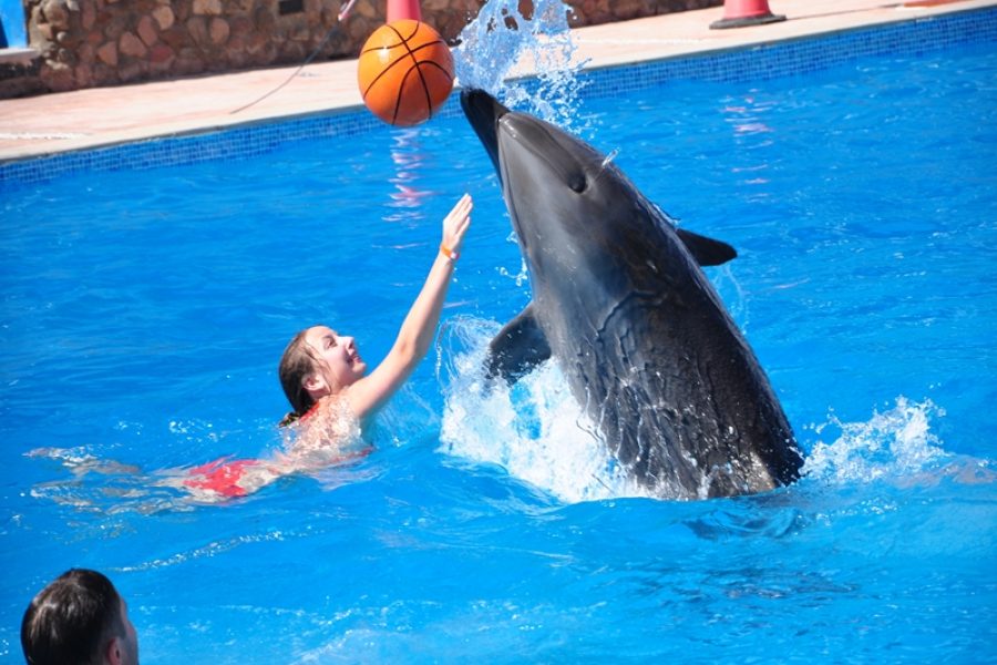 Dolphin Swim 15 min in Sharm